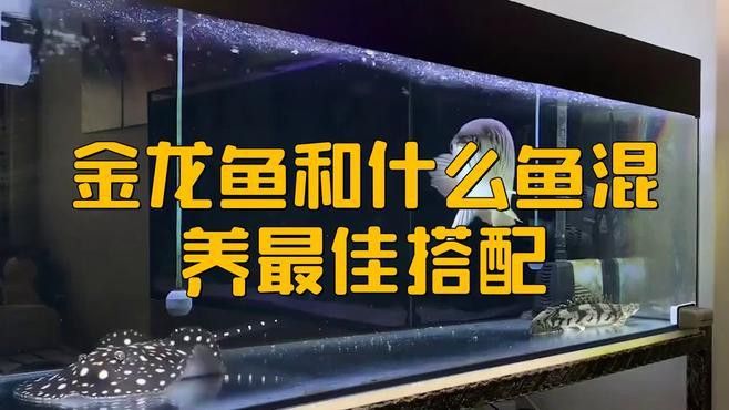有哪些適合與金龍魚混養(yǎng)的魚類？ 有哪些適合與金龍魚混養(yǎng)的魚類？ 龍魚百科 第1張