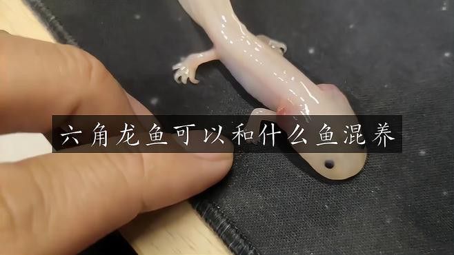 六角龍的最佳混養(yǎng)伙伴有哪些？