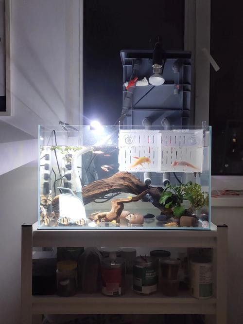 六角龍的最佳混養(yǎng)伙伴有哪些？
