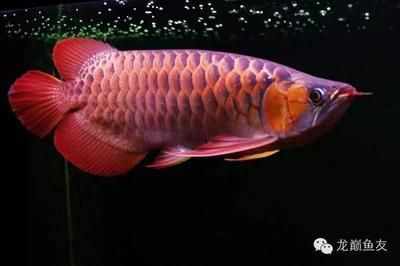 龍魚發色從什么部位開始發：龍魚發色影響因素有哪些 龍魚發色從什么部位開始發：龍魚發色影響因素有哪些 龍魚百科 第1張