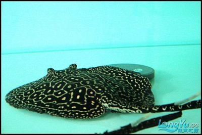 龍魚白缸還是黑缸好，龍魚的魚缸選擇時(shí)白缸與黑缸各有其特點(diǎn)和優(yōu)缺點(diǎn)