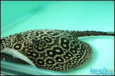 龍魚白缸還是黑缸好，龍魚的魚缸選擇時(shí)白缸與黑缸各有其特點(diǎn)和優(yōu)缺點(diǎn)