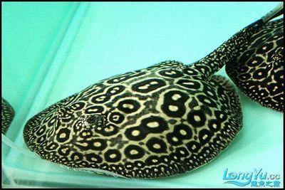 龍魚白缸還是黑缸好，龍魚的魚缸選擇時(shí)白缸與黑缸各有其特點(diǎn)和優(yōu)缺點(diǎn)