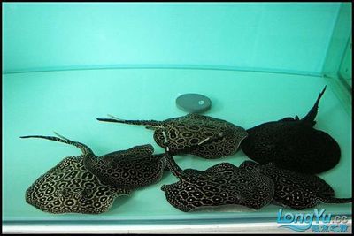 龍魚白缸還是黑缸好，龍魚的魚缸選擇時(shí)白缸與黑缸各有其特點(diǎn)和優(yōu)缺點(diǎn)