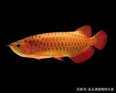 龍魚在原產地是食用魚嗎為什么：龍魚在原產地是否為食用魚取決于具體的種類和地區