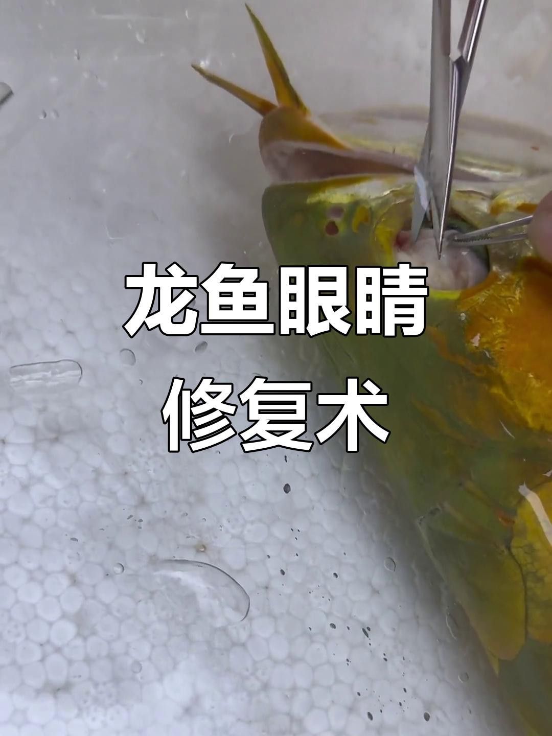 給我一些龍魚蒙眼手術的視頻教程