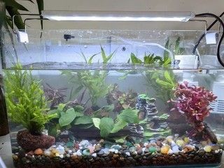 北京紅龍魚魚場（北京寵物魚市場價格對比紅龍魚市場價格對比）