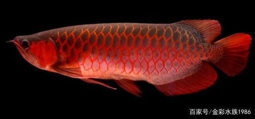 紅龍魚初期發(fā)色怎樣看出來（關(guān)于紅龍魚初期發(fā)色時(shí)顏色觀察的一些要點(diǎn)）