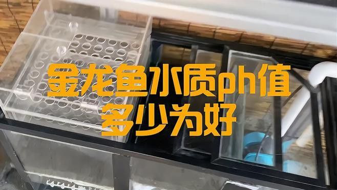如何設(shè)置高背金龍魚(yú)的最佳水質(zhì)？ 如何設(shè)置高背金龍魚(yú)的最佳水質(zhì)？ 龍魚(yú)百科 第2張