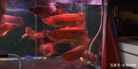 紅龍魚幼魚營養均衡食譜：紅龍魚幼魚的喂養需要注意食物的選擇、喂食的頻率以及喂食的頻率