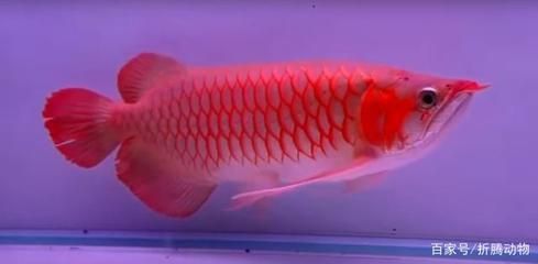 紅龍魚幼魚營養均衡食譜：紅龍魚幼魚的喂養需要注意食物的選擇、喂食的頻率以及喂食的頻率