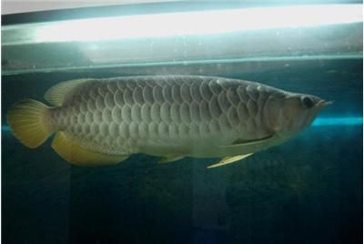 金龍魚2斤多少錢【金龍魚2斤價格波動多少錢找到】
