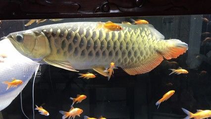 大金龍魚可以吃嗎:大金龍魚可以吃嗎, 龍魚百科 第1張 大金龍魚可以吃嗎:大金龍魚可以吃嗎, 大金龍魚可以吃嗎:大金龍魚可以吃嗎, 龍魚百科 第1張