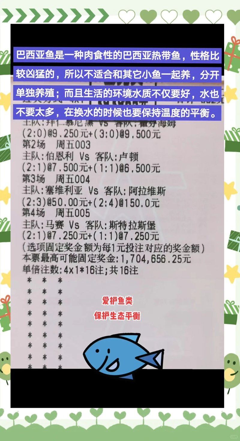 巴西亞魚能和銀龍魚一起養么視頻