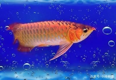金龍魚一天開燈多長時間，關于金龍魚一天開燈時間的詳細介紹