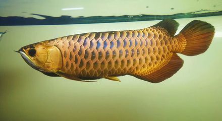龍魚喂食蟋蟀的注意事項(xiàng)：探討龍魚喂蟋蟀的相關(guān)信息時(shí)