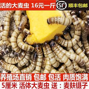 金龍魚吃大麥蟲后拒食了怎么辦：金龍魚吃大麥蟲后拒食怎么辦？