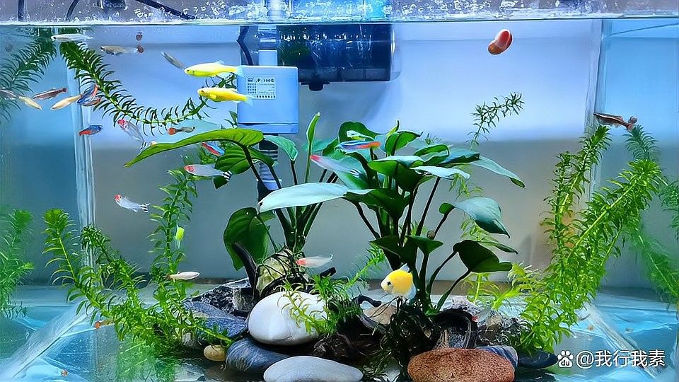 龍魚爛鰭手術后需要多久換一次水？