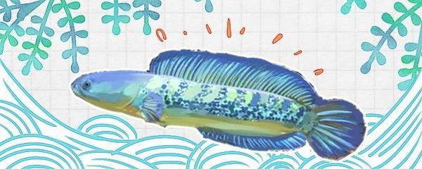 雷龍魚是冷水還是熱帶魚呢：雷龍魚的日常飼養(yǎng)技巧，
