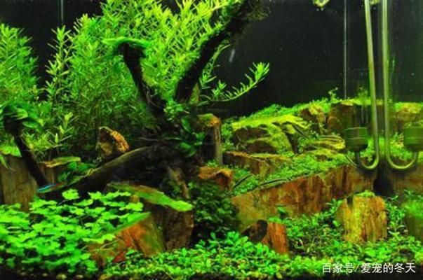 水族箱內光照均勻分布技巧:水族箱光照強度調節方法 龍魚百科 第1張 水族箱內光照均勻分布技巧:水族箱光照強度調節方法 水族箱內光照均勻分布技巧:水族箱光照強度調節方法 龍魚百科 第1張