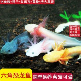 六角恐龍魚可愛嗎（六角恐龍魚不僅外形可愛，還有著獨特的生理特性和易于飼養的優點） 六角恐龍魚可愛嗎（六角恐龍魚不僅外形可愛，還有著獨特的生理特性和易于飼養的優點） 龍魚百科 第1張