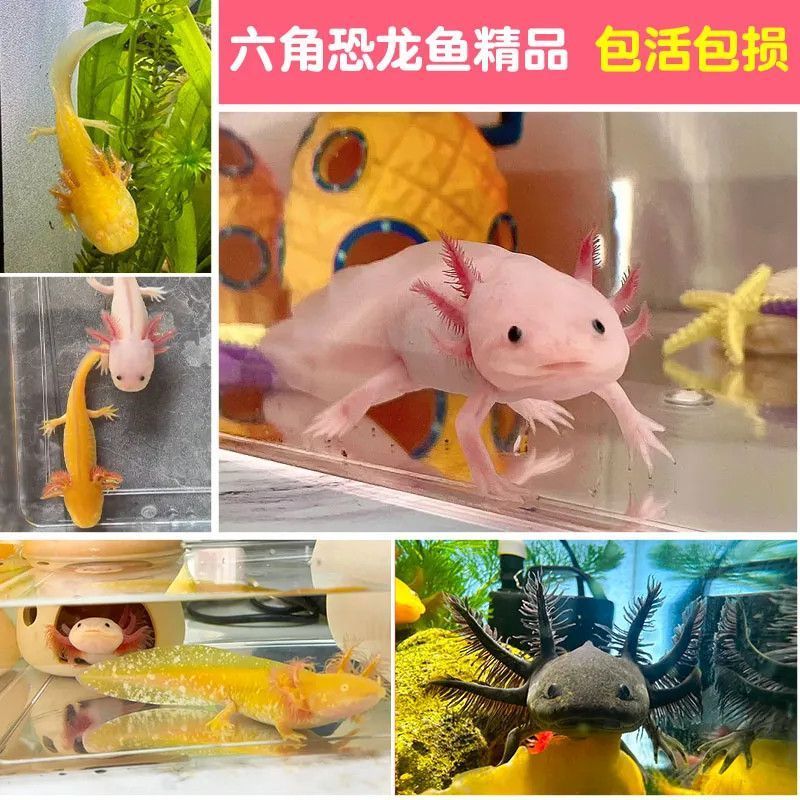六角恐龍魚可愛嗎（六角恐龍魚不僅外形可愛，還有著獨特的生理特性和易于飼養的優點） 六角恐龍魚可愛嗎（六角恐龍魚不僅外形可愛，還有著獨特的生理特性和易于飼養的優點） 龍魚百科 第3張