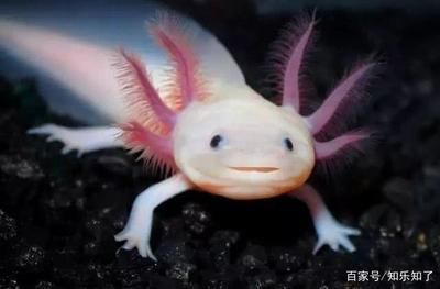 六角恐龍魚可愛嗎（六角恐龍魚不僅外形可愛，還有著獨特的生理特性和易于飼養的優點） 六角恐龍魚可愛嗎（六角恐龍魚不僅外形可愛，還有著獨特的生理特性和易于飼養的優點） 龍魚百科 第5張