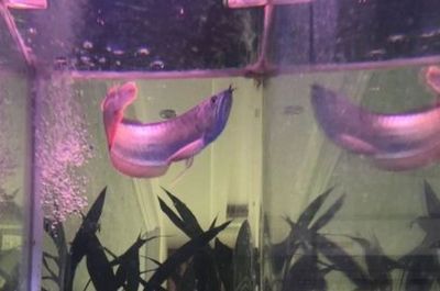 龍魚常見品種飼養(yǎng)與現(xiàn)狀研究方法：龍魚常見品種飼養(yǎng)與現(xiàn)狀研究