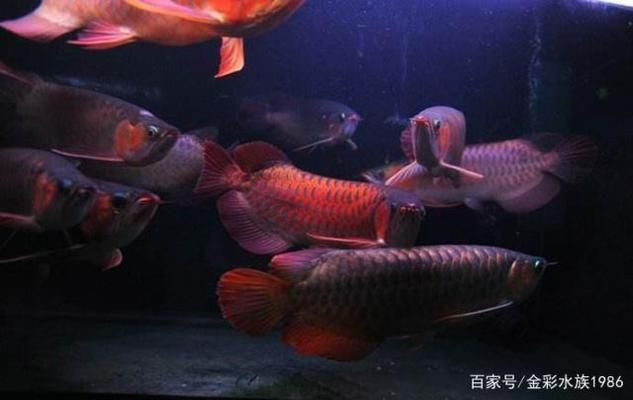 龍魚(yú)群養(yǎng)(泰國(guó)虎與龍魚(yú)混養(yǎng)注意事項(xiàng),) 龍魚(yú)百科 第4張 龍魚(yú)群養(yǎng)(泰國(guó)虎與龍魚(yú)混養(yǎng)注意事項(xiàng),) 龍魚(yú)群養(yǎng)(泰國(guó)虎與龍魚(yú)混養(yǎng)注意事項(xiàng),) 龍魚(yú)百科 第4張