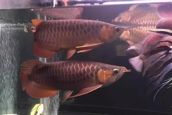 龍魚(yú)缸多大尺寸合適：龍魚(yú)眼睛被打傷了怎么辦