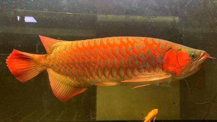 紅龍魚比金龍魚貴嗎圖片對比 紅龍魚比金龍魚貴嗎圖片對比 龍魚百科 第28張