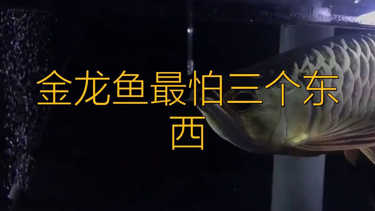 金龍魚缸最忌三個東西