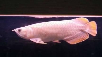 龍魚體長算不算須子：龍魚的體長算不算須子 龍魚體長算不算須子：龍魚的體長算不算須子 龍魚百科 第1張