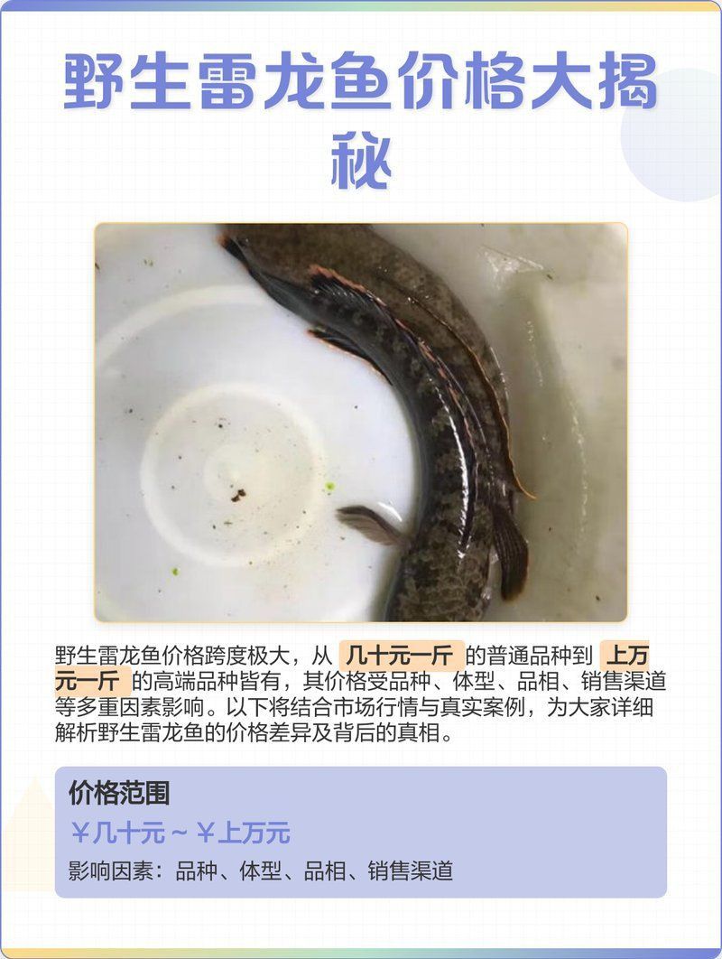 雷龍魚(yú)的市場(chǎng)價(jià)格是多少