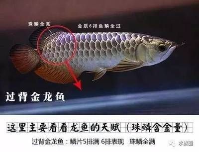 龍魚長多大鱗全亮：金龍魚的鱗片全亮是一個長期的過程嗎？