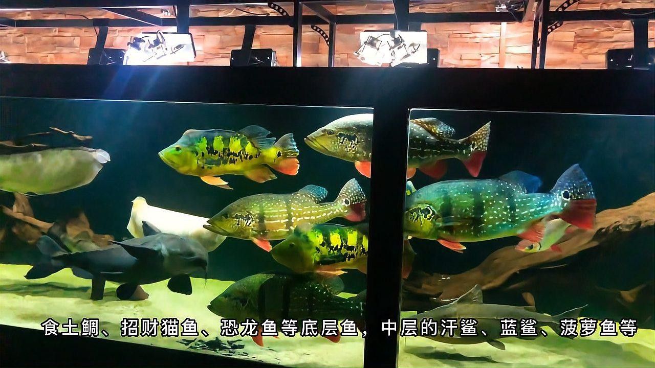 銀龍魚和什么魚可以一起養