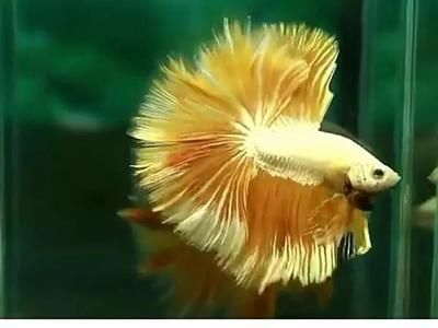龍魚眼球都腐爛了怎么治（龍魚眼球腐爛了怎么辦） 龍魚眼球都腐爛了怎么治（龍魚眼球腐爛了怎么辦） 龍魚百科 第3張