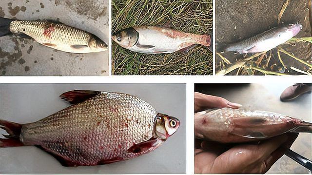 紅龍魚出血病多久能治好？ 紅龍魚出血病多久能治好？ 龍魚百科 第4張