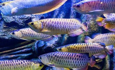 龍魚怎么喂小魚（如何喂養龍魚小魚）