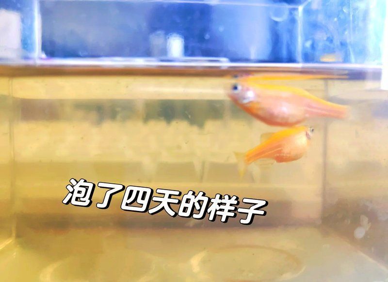 魚腹水最簡單的治療方法 魚腹水最簡單的治療方法 龍魚百科 第16張