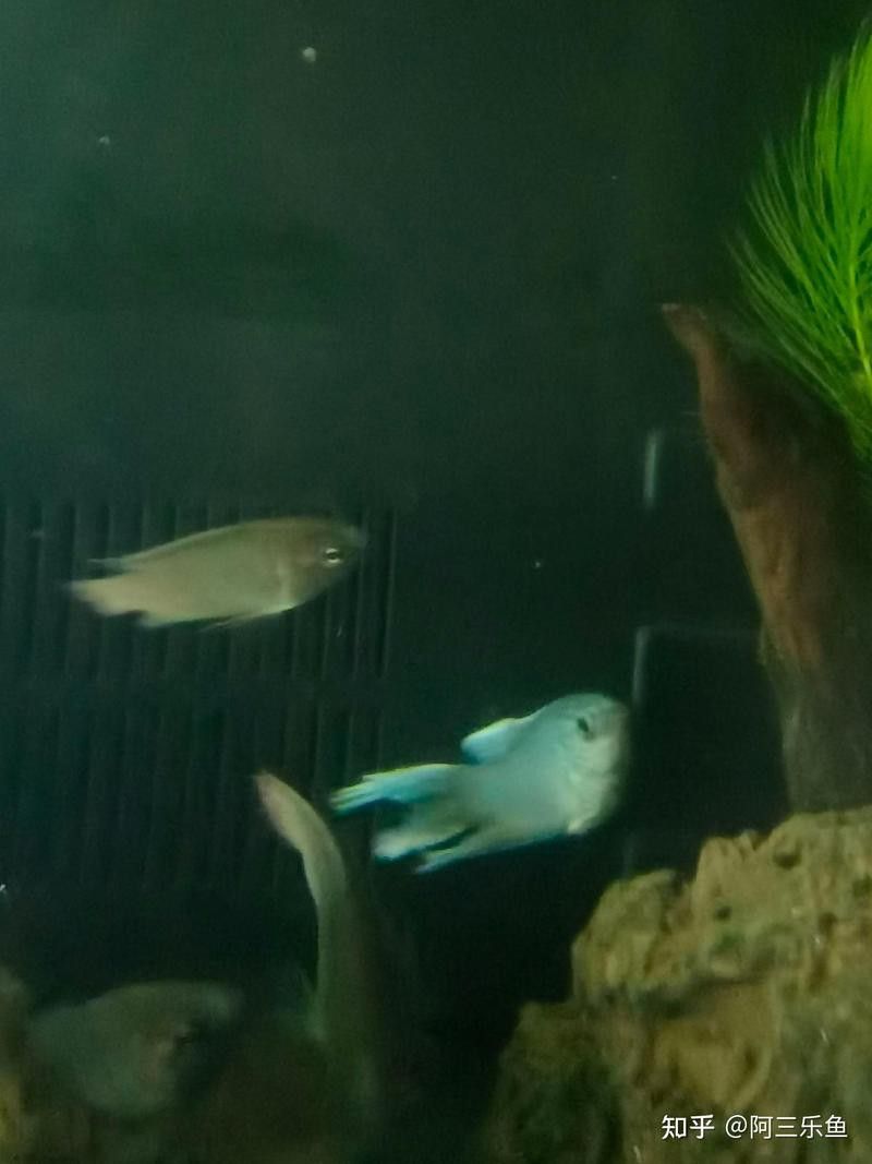 六角龍魚身上有血色紅斑