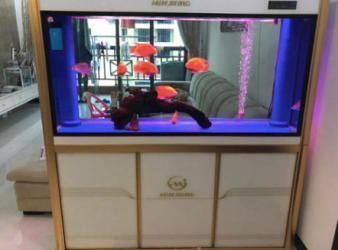 金龍魚用黑缸養好還是藍缸養好呢,金龍魚使用黑缸和藍缸養的優點和缺點和缺點 龍魚百科 第1張 金龍魚用黑缸養好還是藍缸養好呢,金龍魚使用黑缸和藍缸養的優點和缺點和缺點 金龍魚用黑缸養好還是藍缸養好呢,金龍魚使用黑缸和藍缸養的優點和缺點和缺點 龍魚百科 第1張