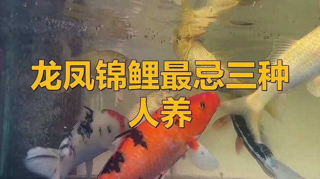 如何預(yù)防龍鳳魚(yú)疾病？ 如何預(yù)防龍鳳魚(yú)疾病？ 龍魚(yú)百科 第2張