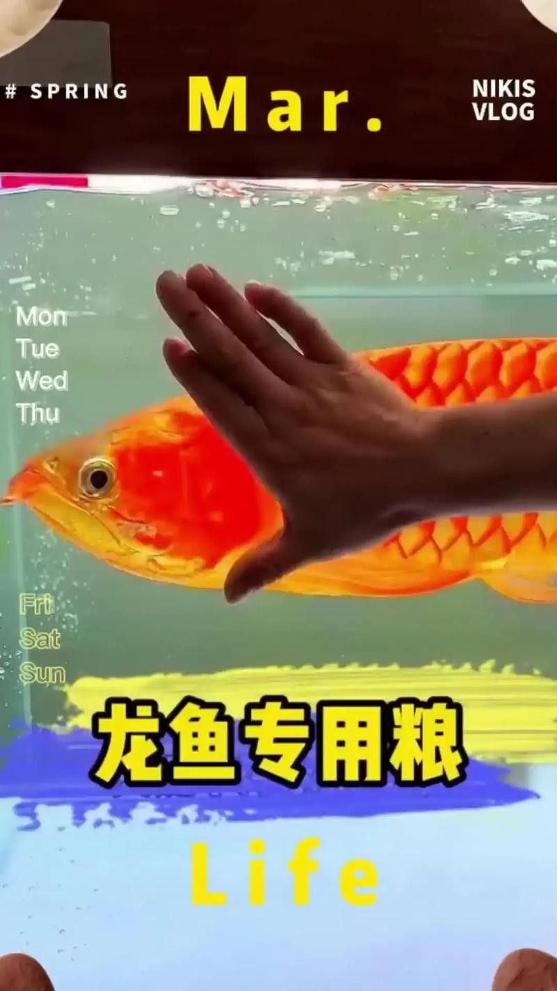 福龍魚的最佳飼料有哪些？