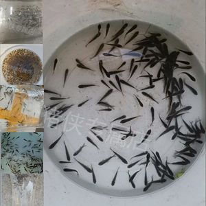 龍魚幼苗吃什么：龍魚幼苗在不同成長階段的喂食建議