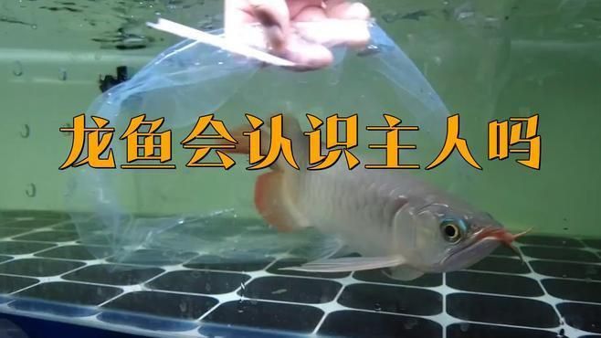 龍魚會認識主人嗎