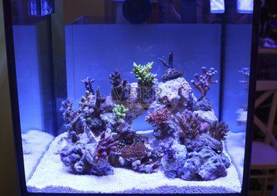 養金龍魚好還是紅龍魚好：養金龍魚好還是紅龍魚好，
