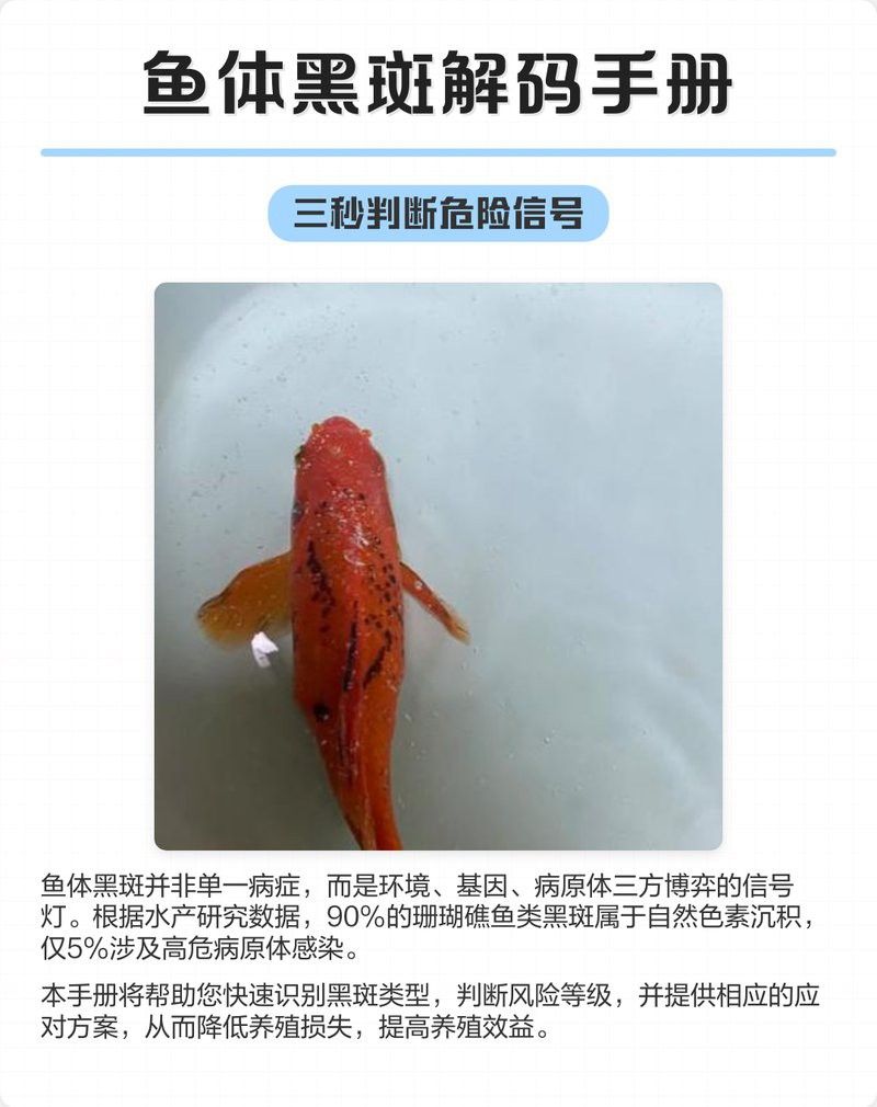 如何判斷龍魚是否感染黑霉？
