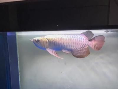 紫底過(guò)背金龍魚(yú)多少錢(qián)一條（紫底過(guò)背金龍魚(yú)價(jià)格大致在8000—9000元不等）