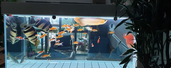 斑馬魚能和曼龍魚一起養嗎